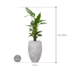 Plantenbak Strelitzia  nicolai – Capi Nature Rib Ø38×137 cm