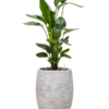 Plantenbak Strelitzia  nicolai – Capi Nature Rib Ø38×137 cm