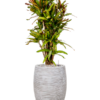 Plantenbak Croton  – Capi Nature Rib Ø38×150 cm