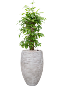 Plantenbak Dracaena  surculosa – Capi Nature Rib Ø38×139 cm