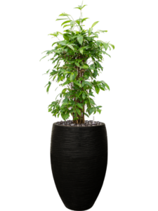 Plantenbak Dracaena  surculosa – Capi Nature Rib Ø38×140 cm