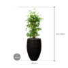 Plantenbak Dracaena  surculosa – Capi Nature Rib Ø38×140 cm