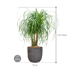 Plantenbak Beaucarnea  recurvata – Capi Nature Rib Ø35×114 cm