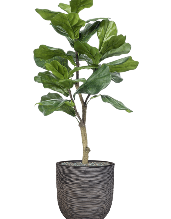 Ficus  lyrata - Capi Nature Rib Ø35x122 cm
