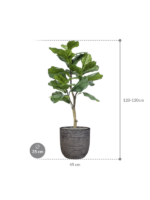 Plantenbak Ficus lyrata – Capi Nature Rib Ø35×122 cm Plantenbak Ficus lyrata – Capi Nature Rib Ø35×122 cm