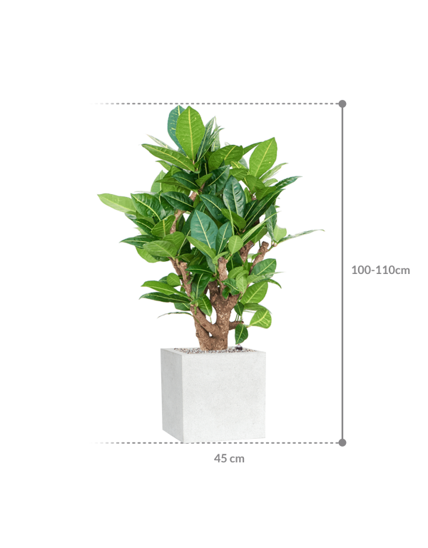 Plantenbak Croton  – Capi Lux Terrazzo 30x30x108 cm