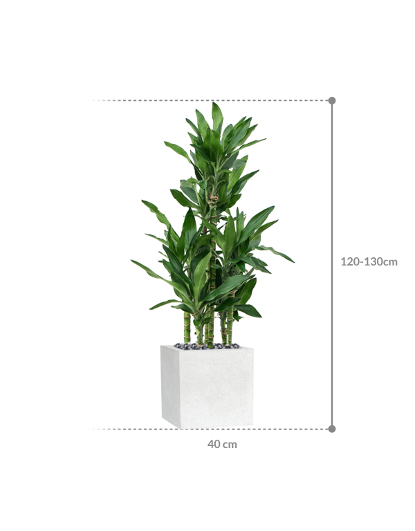 Plantenbak Burundii
  – Capi Lux Terrazzo 30x30x128 cm