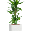 Plantenbak Burundii  – Capi Lux Terrazzo 40x40x101 cm