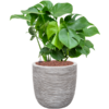 Plantenbak monstera  deliciosa – Capi Nature Rib Ø35×73 cm