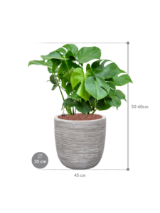 Plantenbak monstera  deliciosa – Capi Nature Rib Ø35×73 cm