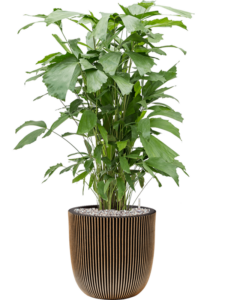Plantenbak Caryota  mitis – Capi Nature Groove Ø43×131 cm