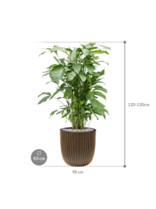 Plantenbak Caryota  mitis – Capi Nature Groove Ø43×131 cm