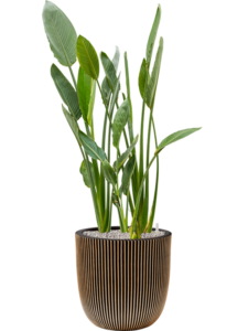 Plantenbak Strelitzia  reginae – Capi Nature Groove Ø43×134 cm