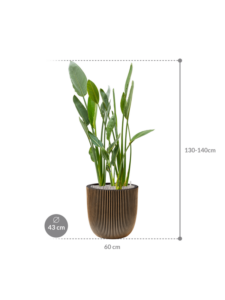Plantenbak Strelitzia  reginae – Capi Nature Groove Ø43×134 cm