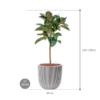 Plantenbak Robusta  – Capi Nature Groove Ø43×127 cm