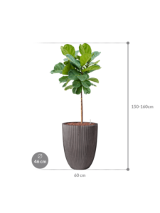 Plantenbak Ficus  lyrata – Capi Nature Groove Ø46×160 cm