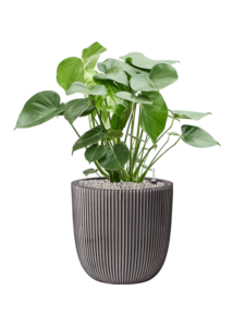 Plantenbak monstera  deliciosa – Capi Nature Groove Ø43×94 cm