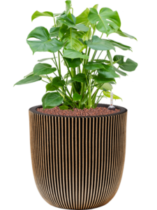 Plantenbak Monstera  deliciosa – Capi Nature Groove Ø43×80 cm