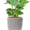 Plantenbak Monstera  deliciosa – Capi Nature Row Ø35×75 cm