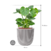 Plantenbak Monstera  deliciosa – Capi Nature Row Ø35×75 cm