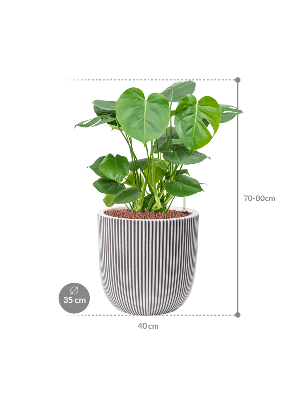 Plantenbak Monstera  deliciosa – Capi Nature Row Ø35×75 cm
