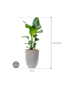 Plantenbak Strelitzia  nicolai – Capi Nature Groove Ø34×123 cm