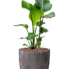 Plantenbak Strelitzia  nicolai – Capi Nature Groove Ø43×116 cm