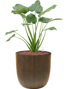 Plantenbak Alocasia  cucullata – Capi Nature Groove Ø43×96 cm