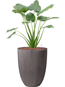 Plantenbak Alocasia  cucullata – Capi Nature Row Ø34×102 cm
