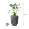 Plantenbak Alocasia  cucullata – Capi Nature Row Ø34×102 cm