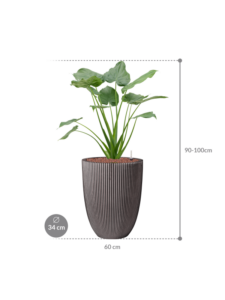 Plantenbak Alocasia  cucullata – Capi Nature Row Ø34×102 cm