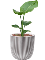 Plantenbak Strelitzia  nicolai – Capi Nature Row Ø35×77 cm