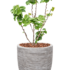 Plantenbak Avondale  – Capi Nature Rib Ø43×95 cm