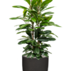 Plantenbak Ficus  cyathistipula – Capi Urban Smooth Ø43×133 cm