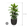 Plantenbak Ficus  cyathistipula – Capi Urban Smooth Ø43×133 cm