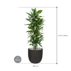 Plantenbak Dracaena  fragrans – Capi Urban Smooth Ø43×144 cm