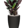 Plantenbak Calathea  sanderiana – Capi Urban Smooth Ø36×95 cm