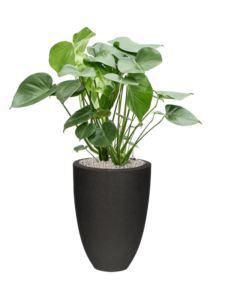 Plantenbak Monstera  deliciosa – Capi Urban Smooth Ø36×100 cm