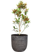 Plantenbak Little  Gem – Capi Nature Rib Ø43×118 cm