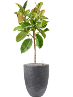 Plantenbak Ficus  elastica – Capi Waste Rib Ø46×165 cm