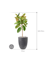 Plantenbak Ficus  elastica – Capi Waste Rib Ø46×165 cm