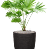 Plantenbak Livistonia  rotundifolia – Capi Nature Rib Ø35×84 cm
