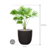 Plantenbak Livistonia  rotundifolia – Capi Nature Rib Ø35×84 cm