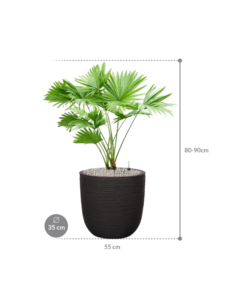 Plantenbak Livistonia  rotundifolia – Capi Nature Rib Ø35×84 cm