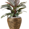 Plantenbak Philodendron  – Capi Nature Rib Ø42×84 cm
