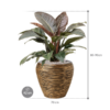 Plantenbak Philodendron  – Capi Nature Rib Ø42×84 cm