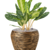 Plantenbak Key  Lime – Capi Nature Rib Ø42×84 cm