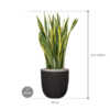 Plantenbak Laurentii  – Capi Nature Rib Ø43×113 cm