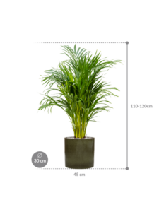 Plantenbak Dypsis (Areca) lutescens in Cylinder