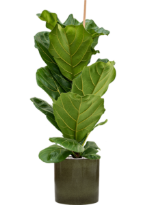 Plantenbak Ficus lyrata in Cylinder